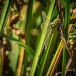 Dragonfly glamping Wales