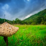 Mushrooms at Hidden Valley Yurts glamping site Wales