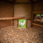 Chickens at Hidden Valley Yurts glamping Wye Valley
