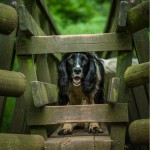 Dog at Hidden Valley Yurts glamping Wales
