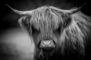 Highland cow at Hidden Valley Yurts glamping Wales