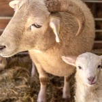 Lambs at Hidden Valley Yurts Lower Glyn Farm
