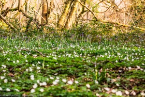 Bluebells