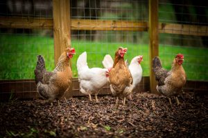 Chickens at Hidden Valley Yurts back to nature site