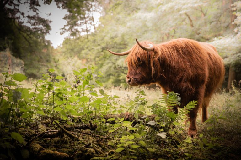 Highland cow