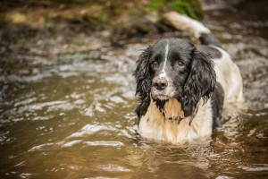 Dog at Hidden Valley Yurts glamping Wales