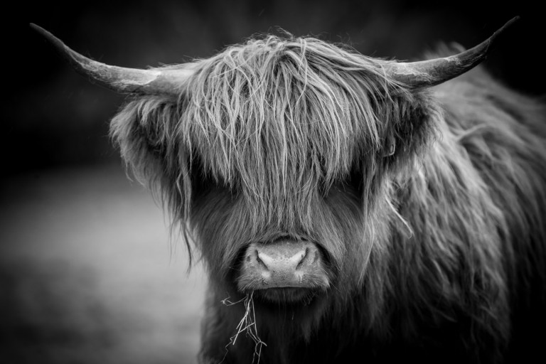 Black and white cow