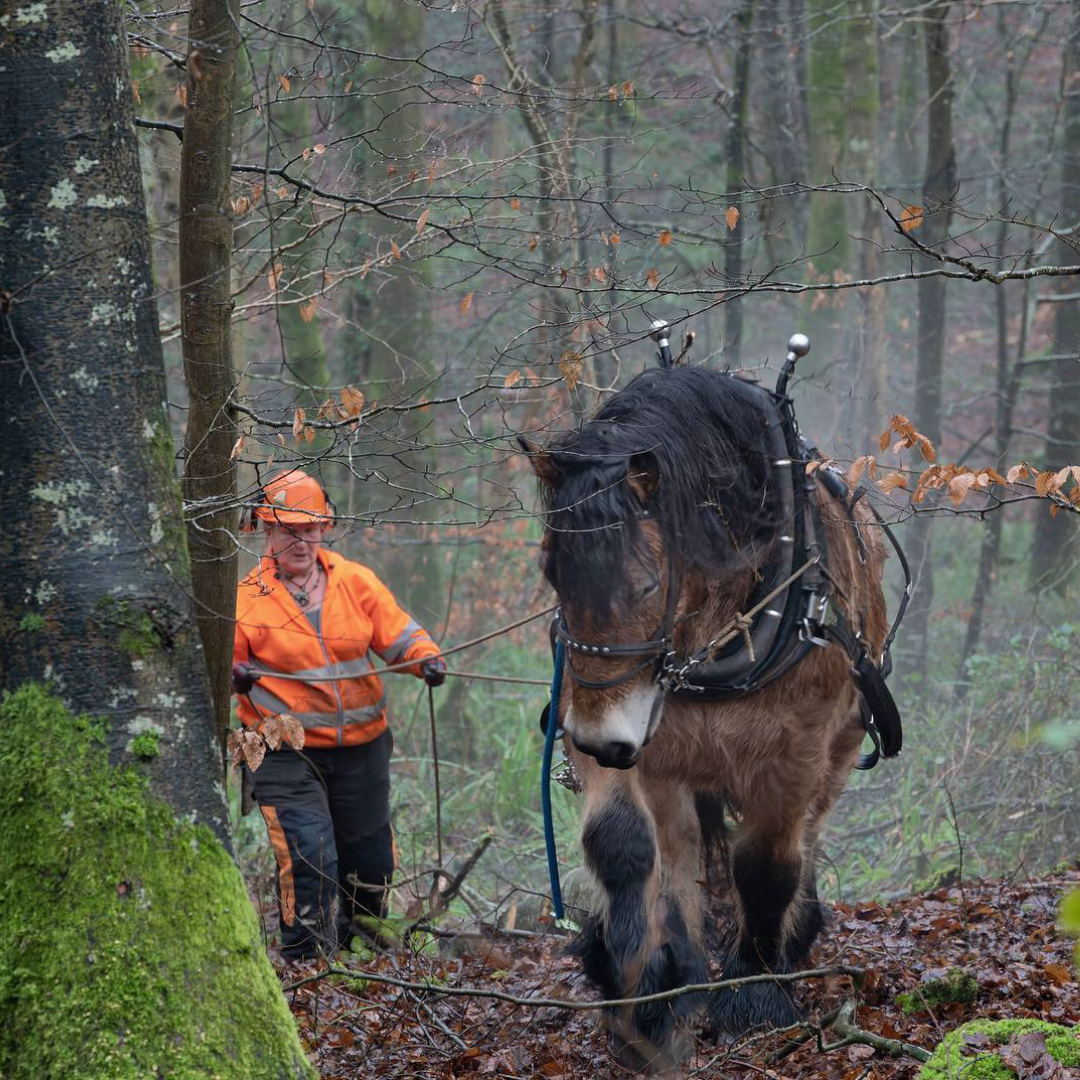 horse logging in woods