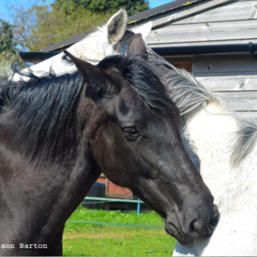 redbrick equestrian horses