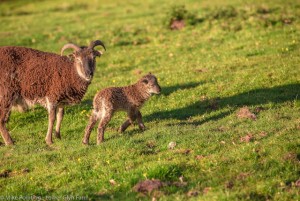 Soay lamb and mum