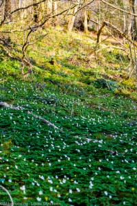 Woodland flowers