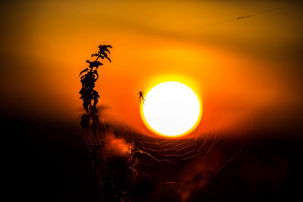 sunset spider web