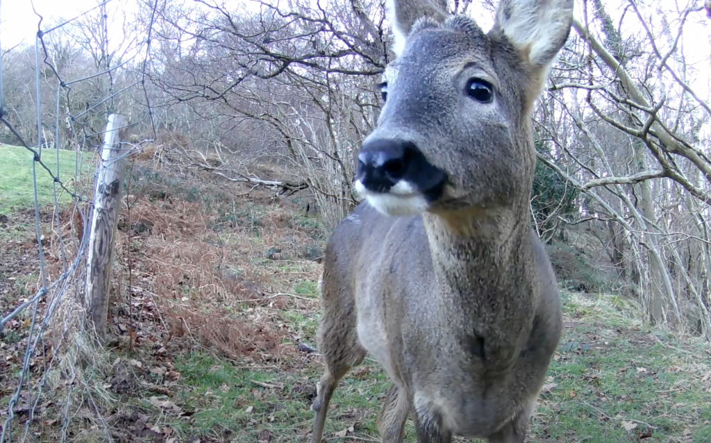 roe deer