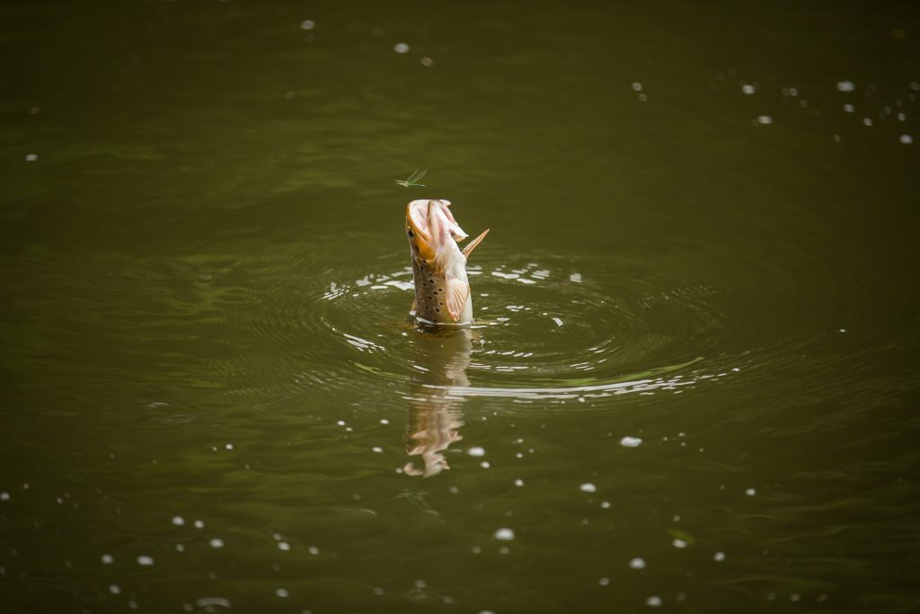 brow trout in lake