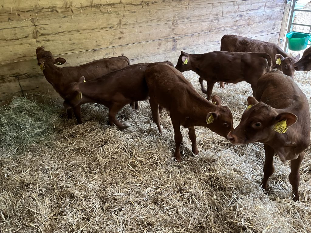 group of calves